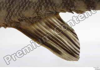 Northern pike belly fin 0008.jpg